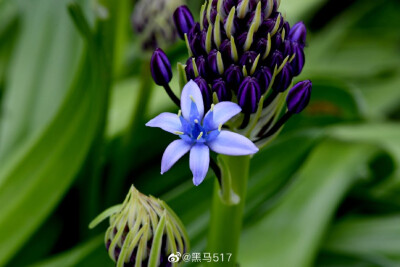 地中海蓝瑰花，百合科，蓝瑰花属