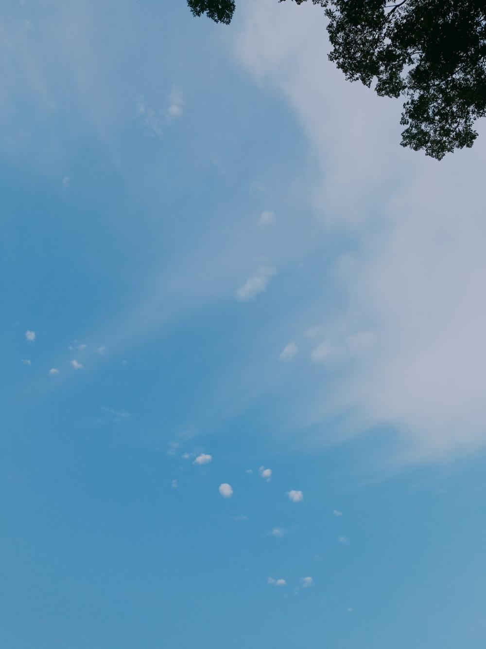 风景 景物 花卉 植物 拍摄 摄影 景物 美 天空（均为本人摄影@梓无柯）