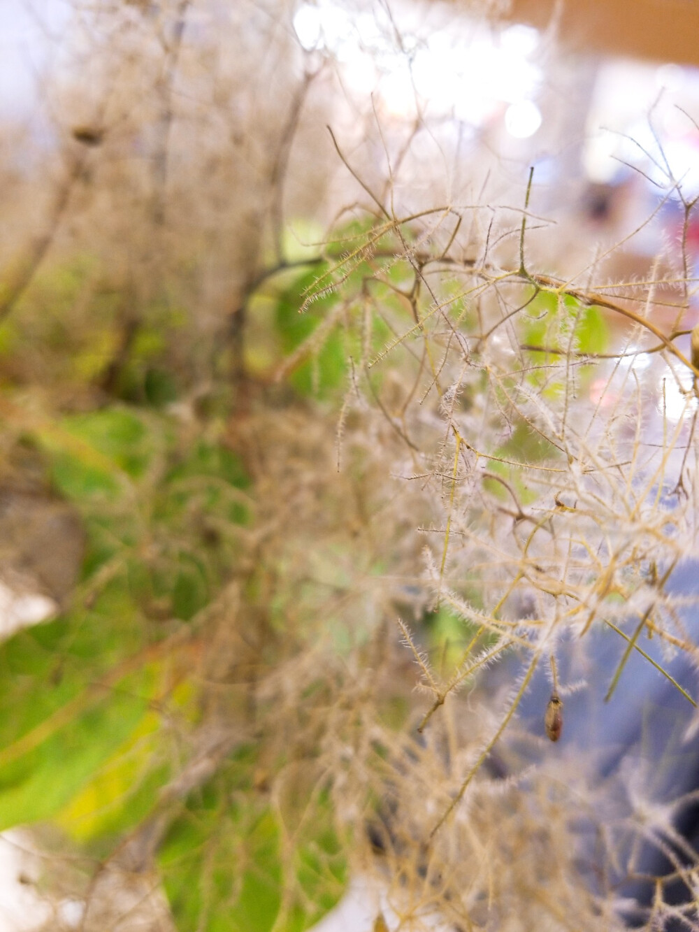 风景 景物 花卉 植物 拍摄 摄影 景物 美 天空（均为本人摄影@梓无柯）