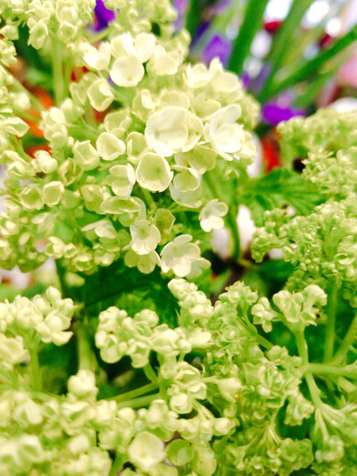 风景 景物 花卉 植物 拍摄 摄影 景物 美 天空（均为本人摄影@梓无柯）