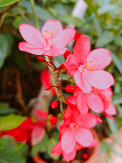 风景 景物 花卉 植物 拍摄 摄影 景物 美 天空（均为本人摄影@梓无柯）