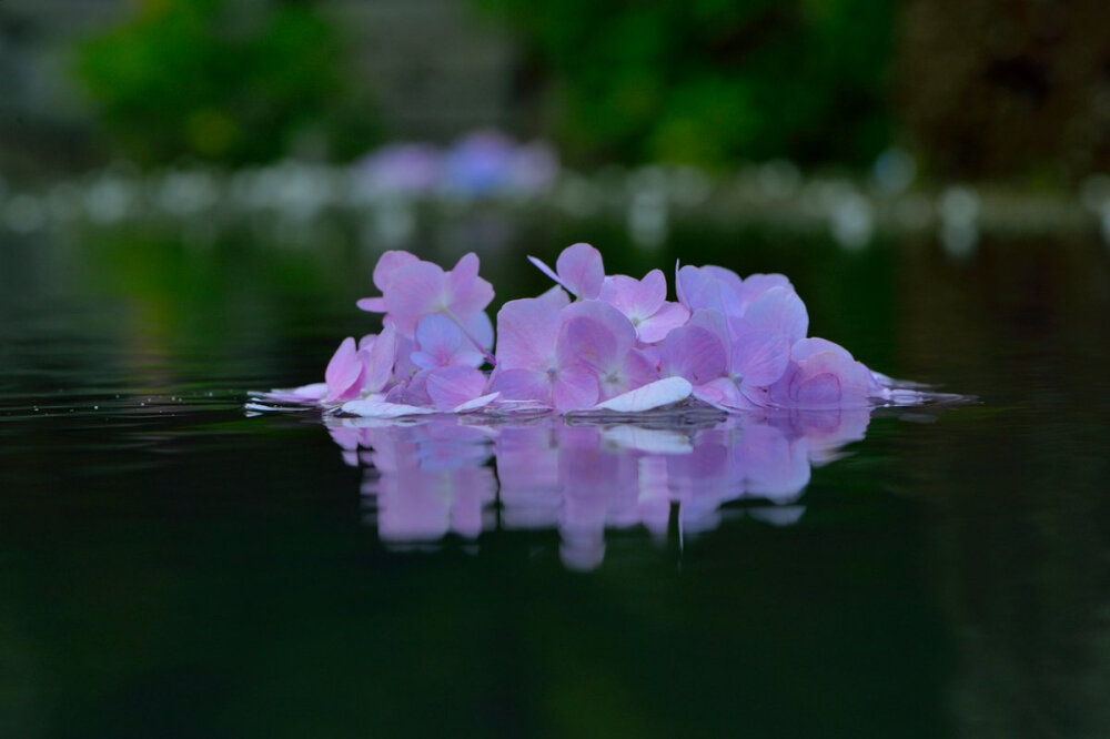 @chacha_nene_jp 6月28日
風に揺られて水面をたゆたう紫陽花がいい…。#久安寺