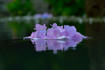 @chacha_nene_jp 6月28日
風に揺られて水面をたゆたう紫陽花がいい…。#久安寺