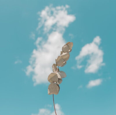 后海有树的院子 夏代有工的玉 此时此刻的月都不急二十来岁的你