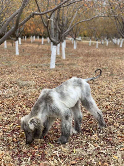 阿富汗猎犬