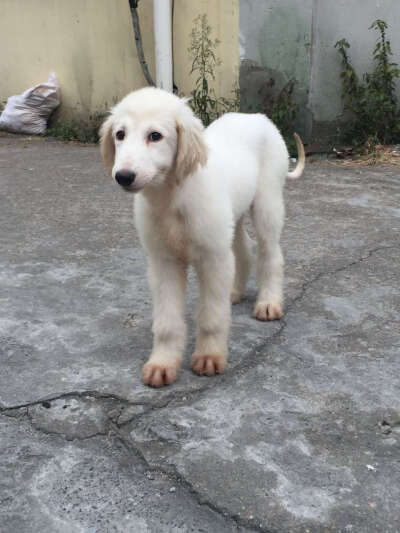 阿富汗猎犬