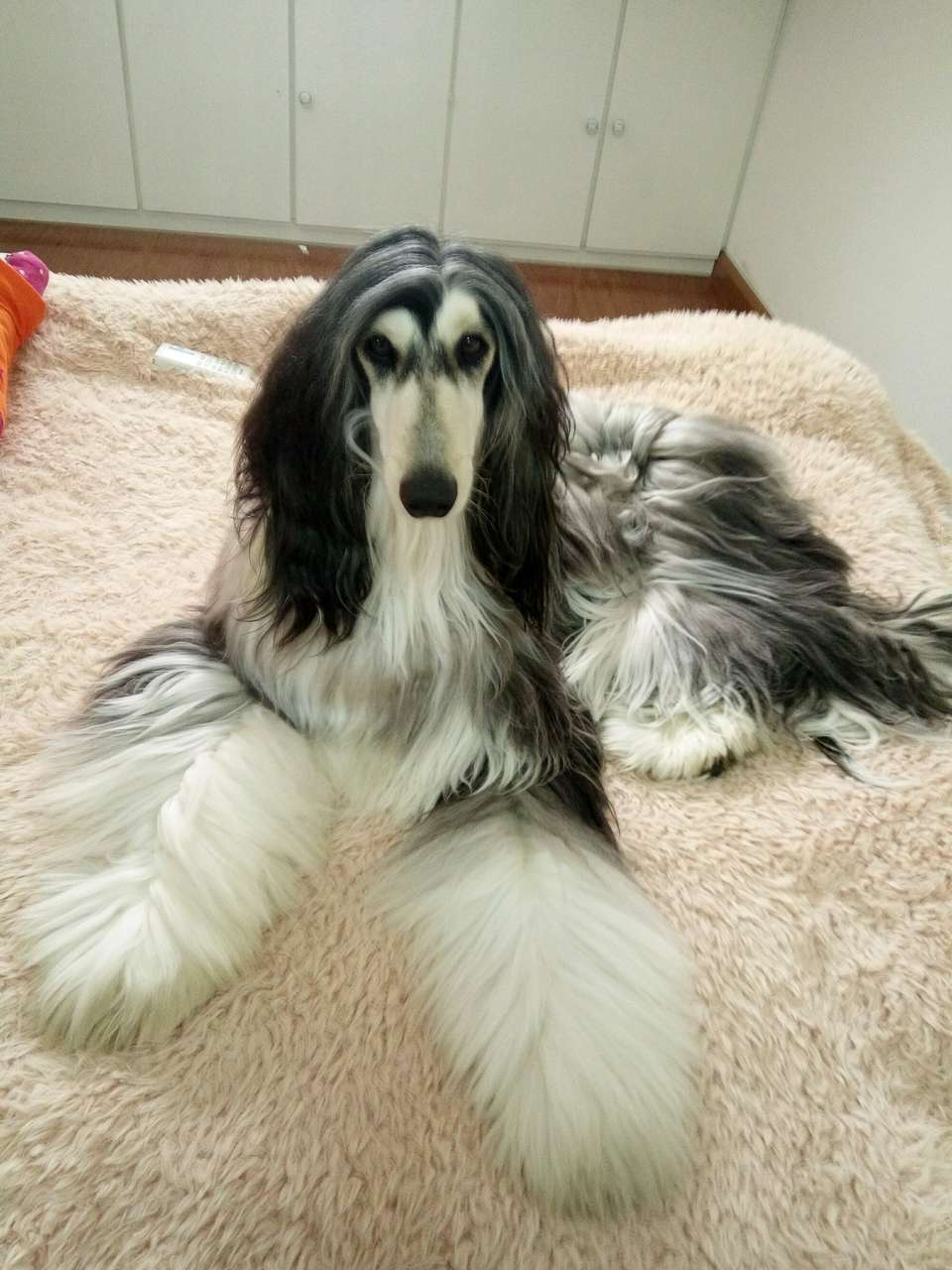 阿富汗猎犬