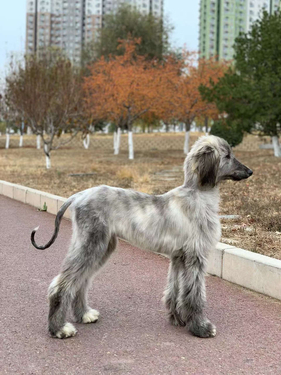 阿富汗猎犬