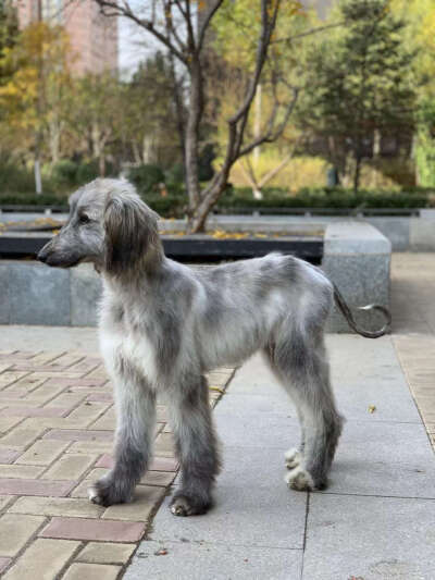 阿富汗猎犬