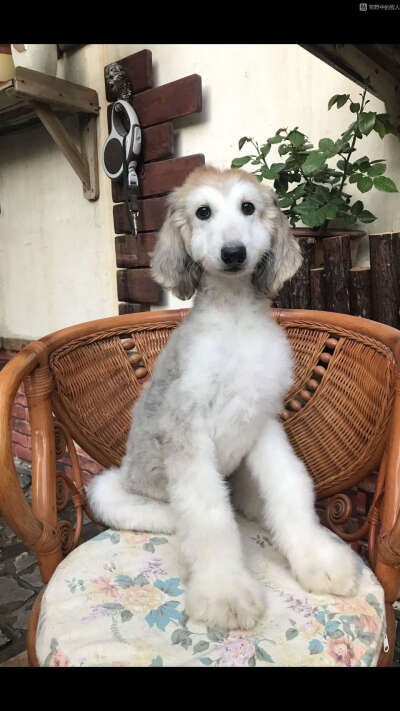 阿富汗猎犬