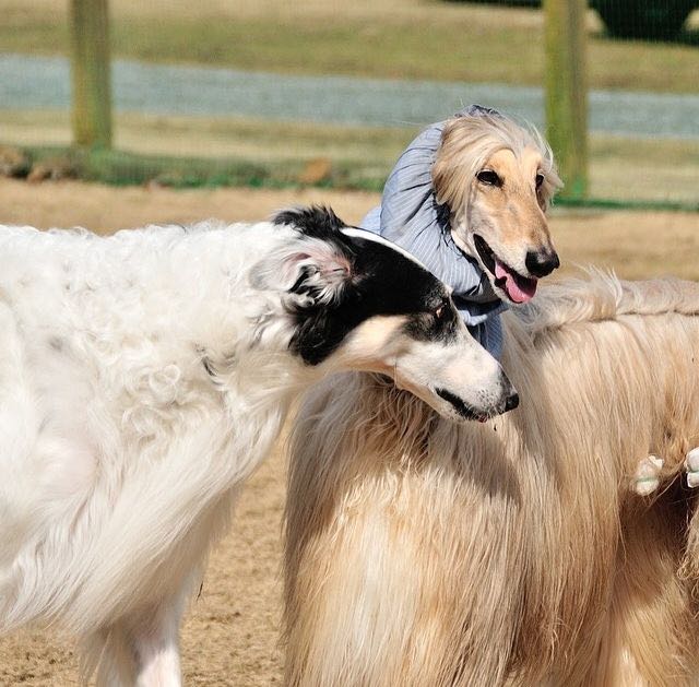 阿富汗猎犬