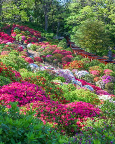 @tsumizo 根津神社 楼門 杜鹃花