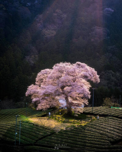 静冈 樱花