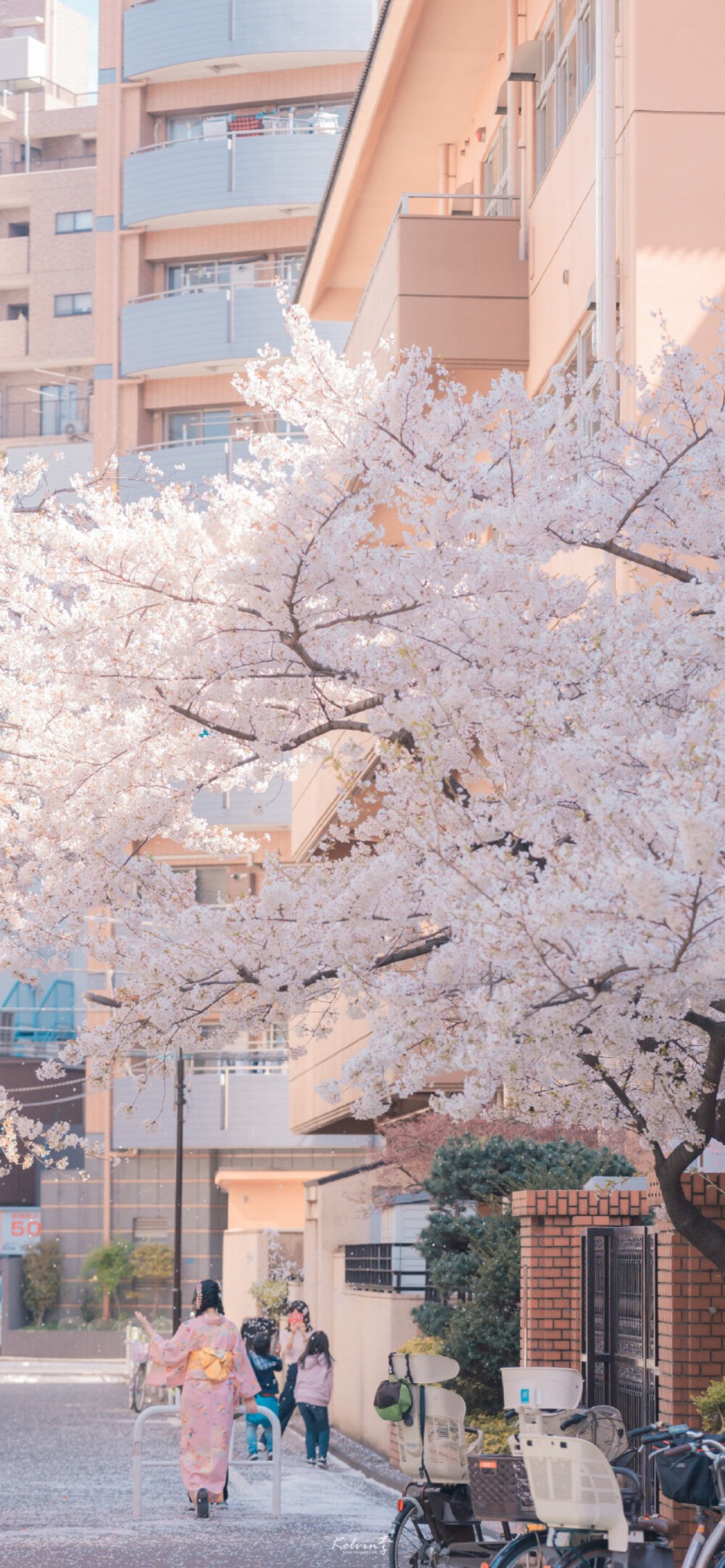 桜