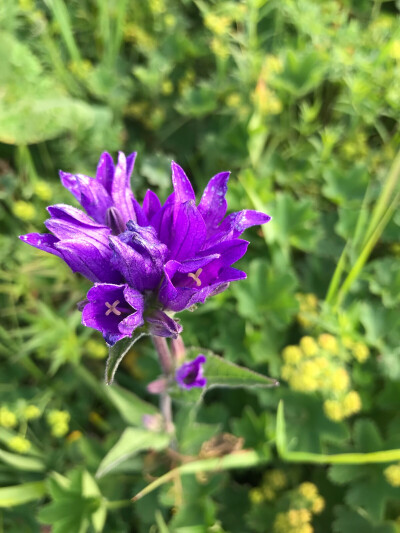 海拔2千米的风铃花，和平原的有一些不同，但是一样艳丽。