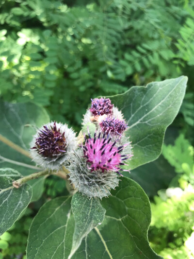 牛蒡，在乌鲁木齐的水磨沟公园里