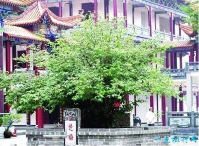 章台古梅生长在湖北荆州市太师渊章华寺大雄宝殿西侧，相传是楚灵王种下的，大约有2500多年的历史，是中国最古老的古梅树，享有“中华第一梅”的称号