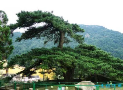 凤凰松生长在安徽省九华山中闵园，是九华山的一大景观，据史料记载，这棵松树大约有1400的历史，的形状像一只展翅的凤凰，因此人们把它命名为凤凰松。