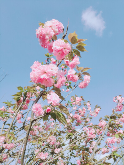 花海