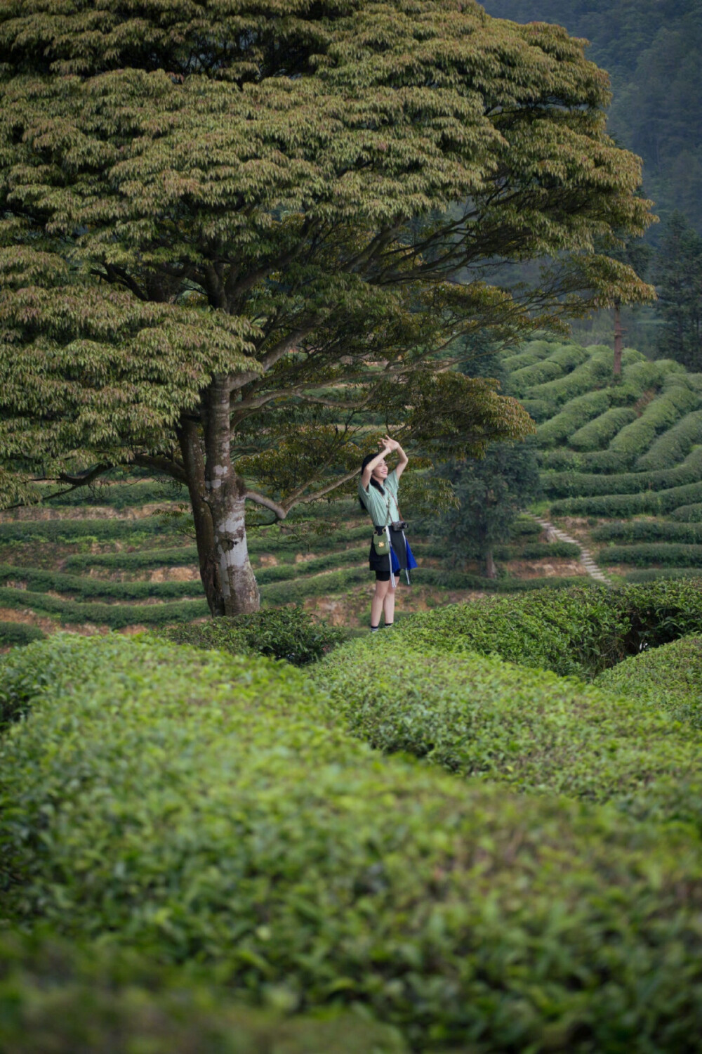 姚晨武夷山茶园写真 ​​​