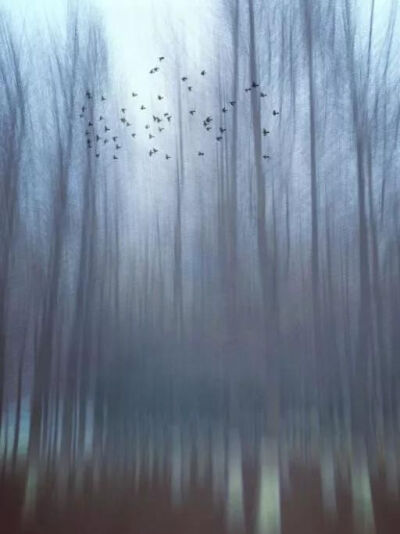 标题：杉树林
点评：天空中的飞鸟群，在偌大的画面中，很难表现的出，对于背景的虚化让整张照片提升了一个水平，背景虚化略带朦胧突出主题，又给照片增添了一些意境。