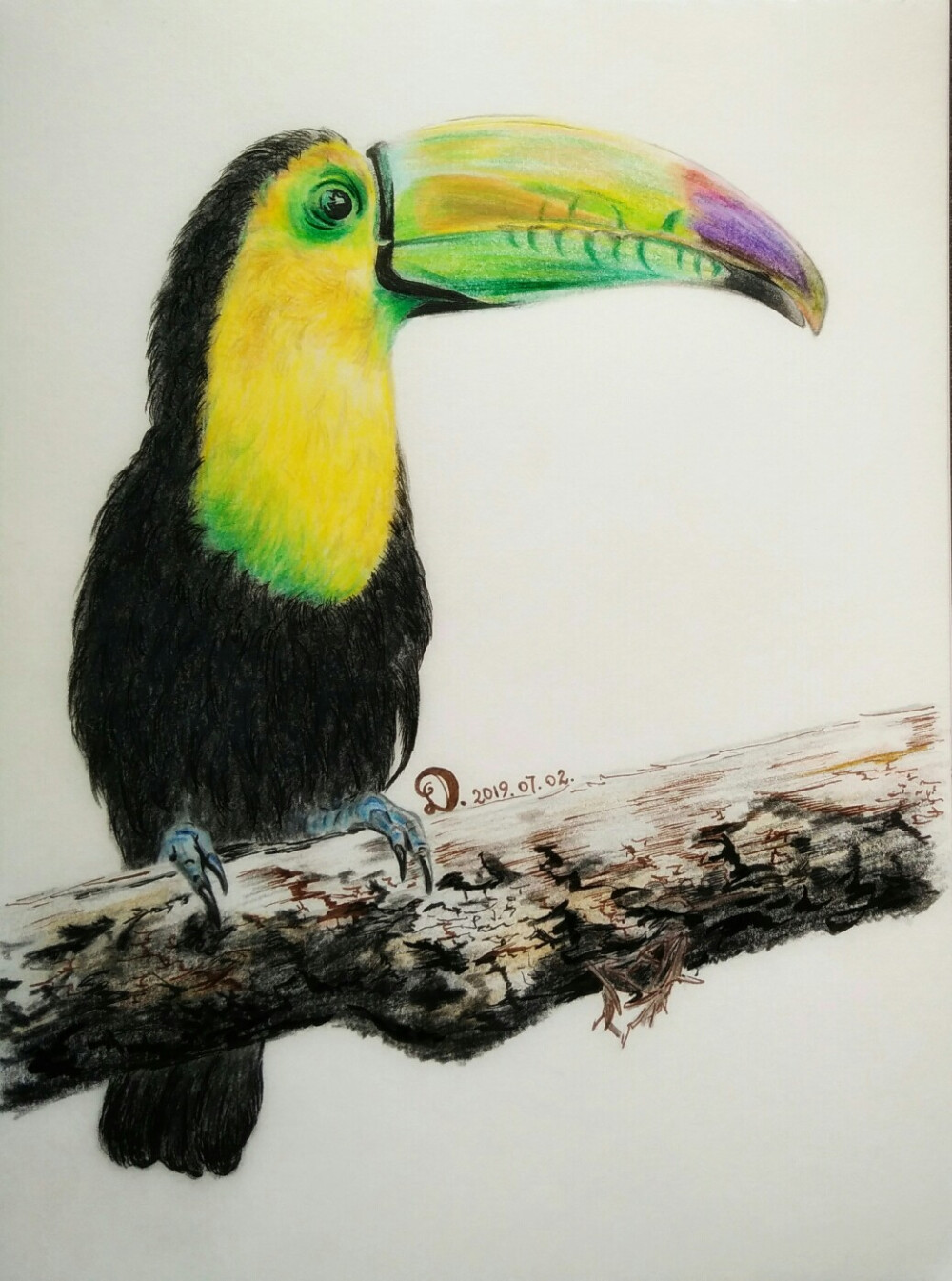 大嘴鸟 toucan