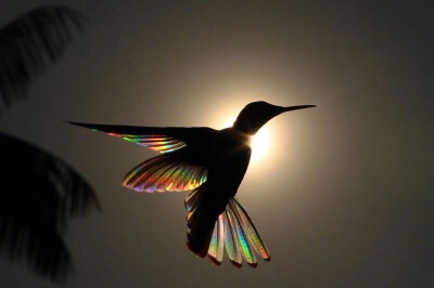 阳光穿过黑蜂鸟（Florisuga fusca）的翅膀，像穿上了彩虹...
Photo: Christian Spencer