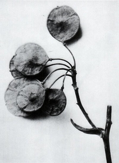 Karl Blossfeldt 植物摄影