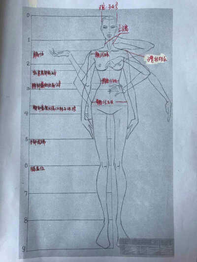 服装设计图（人体）基础比例