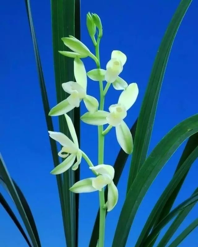 建兰（学名：Cymbidiumensifolium (L. ) Sw.）又名四季兰、夏兰、夏蕙、雄兰、骏河兰、剑蕙等，是传统国兰的一大类地生根兰花，假鳞茎明显，叶片直立略带弯垂，主花期通常为6-10月，常放花3到12朵，花常有香气，色泽变化较大，通常为浅黄绿色而具紫斑。