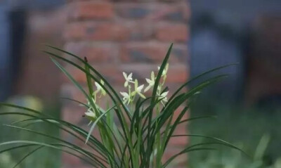 建兰（学名：Cymbidiumensifolium (L. ) Sw.）又名四季兰、夏兰、夏蕙、雄兰、骏河兰、剑蕙等，是传统国兰的一大类地生根兰花，假鳞茎明显，叶片直立略带弯垂，主花期通常为6-10月，常放花3到12朵，花常有香气，色泽…