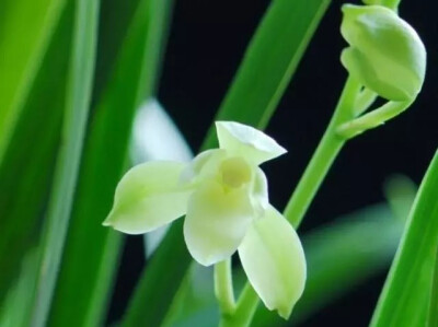 建兰（学名：Cymbidiumensifolium (L. ) Sw.）又名四季兰、夏兰、夏蕙、雄兰、骏河兰、剑蕙等，是传统国兰的一大类地生根兰花，假鳞茎明显，叶片直立略带弯垂，主花期通常为6-10月，常放花3到12朵，花常有香气，色泽…