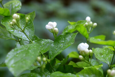 茉莉花