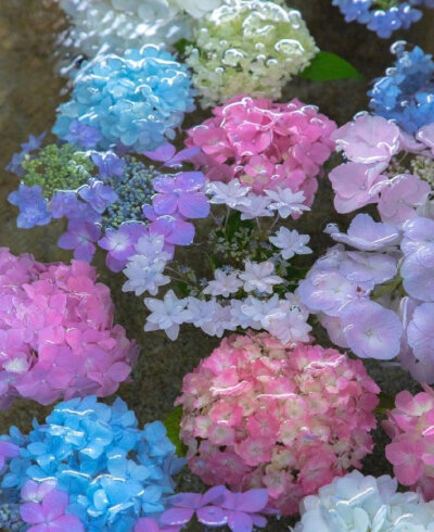 日本御裳神社的紫阳花