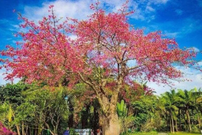 在塞拉利昂弗里敦有一颗非常具有意义的木棉树，它象征着黑人在南北战争中的胜利，象征着黑人的自由和解放，因此被誉为是世界上最美的树。
