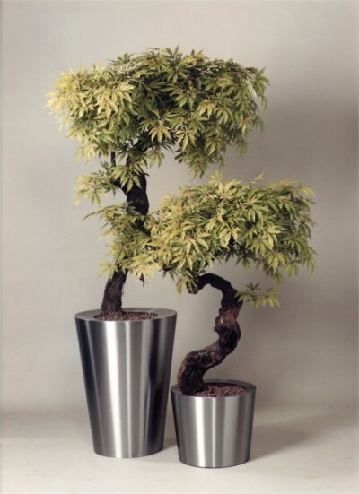 #Bonsai http://www.tumblr.com/tagged/bonsai