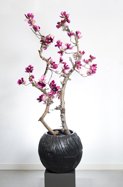 325 euro Kunst Bloesem boom, Bloesembomen, Magnolia boom, Magnoliabomen - B.art en Blooms Interieurbeplanting en Decoraties Ermelo: 