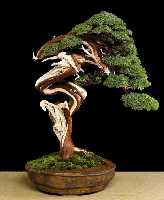 Bonsai