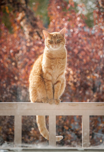 可爱 萌宠 动物 宠物 猫 狗 