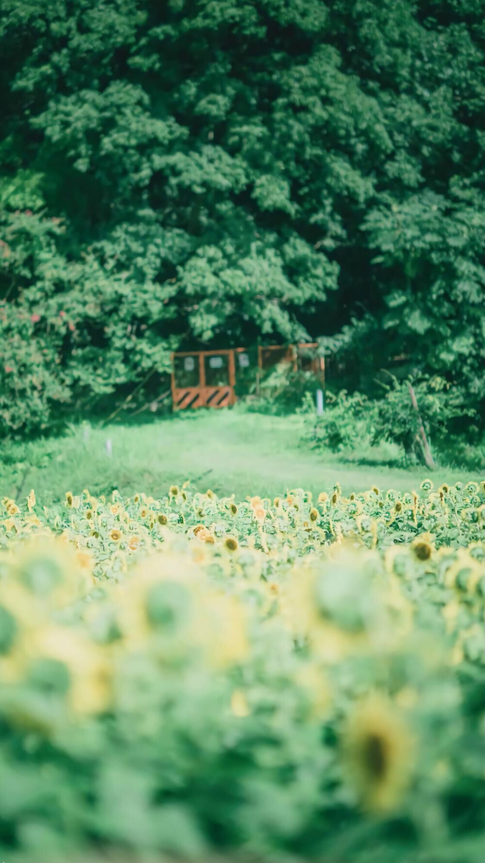 夏日清新淡雅自然风景