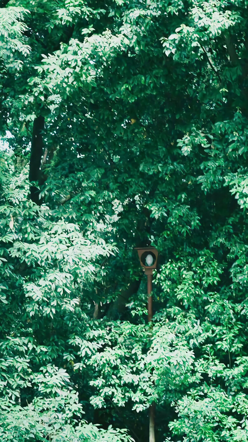 夏日清新淡雅自然风景