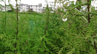 等你
在雨中
在造虹的雨中
蝉声沉落
#大理##大理旅拍##西蒙有象##西蒙有象旅拍工作室##大理旅游#