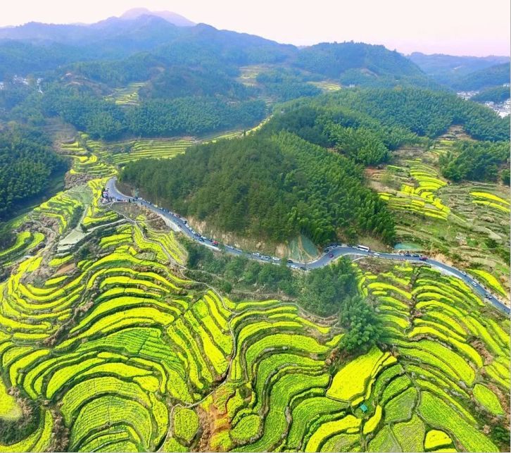 黄山赏花