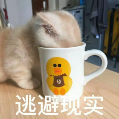 猫猫表情包