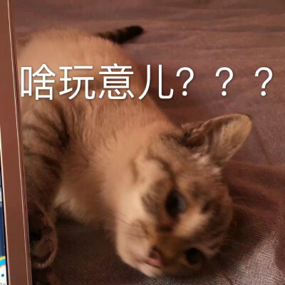 猫猫表情包