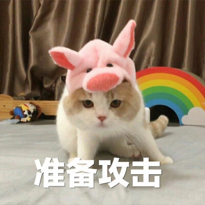 猫猫表情包