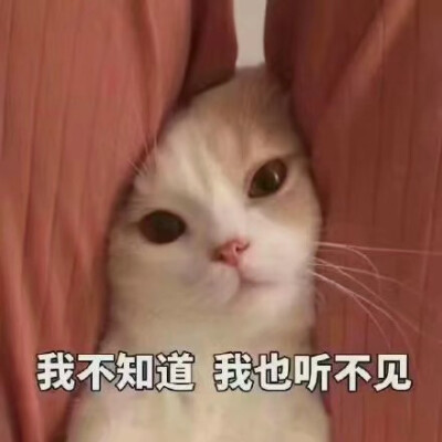 猫猫表情包