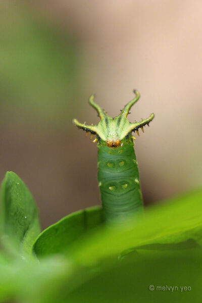 皇尾蛱蝶的毛虫（Polyura sempronius）