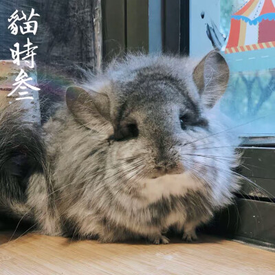 豚鼠仓鼠 荷兰猪