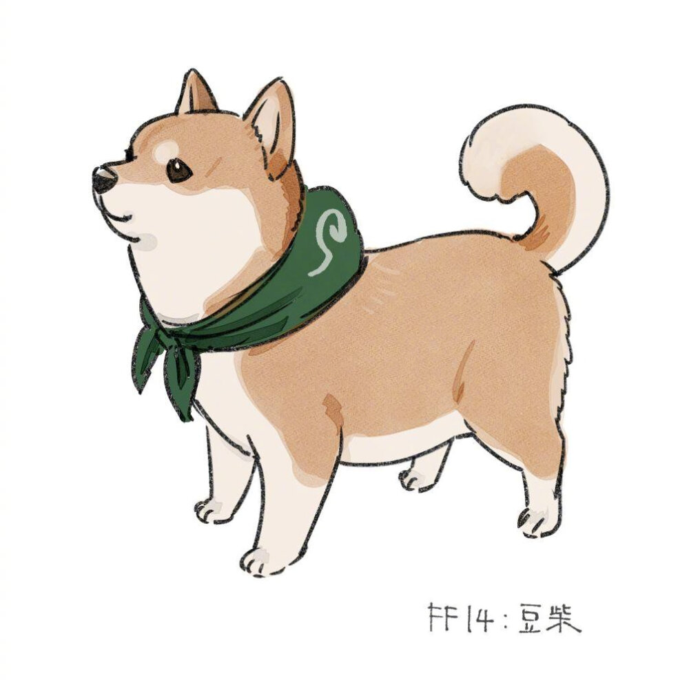 柴犬